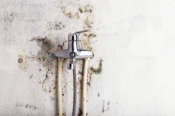 Best Commercial Mold Removal  in Tea, SD