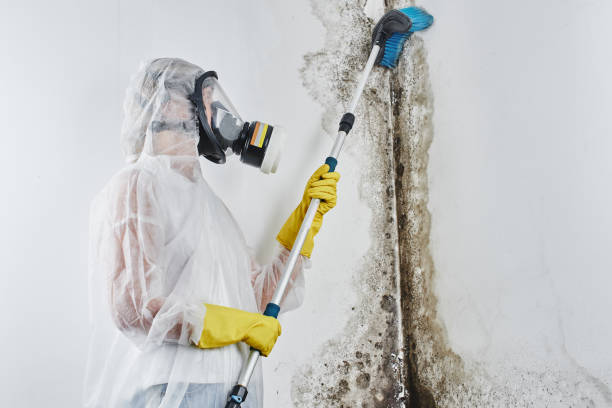 Mold Removal Process in Tea, SD