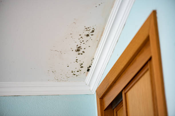 Best Crawl Space Mold Removal  in Tea, SD