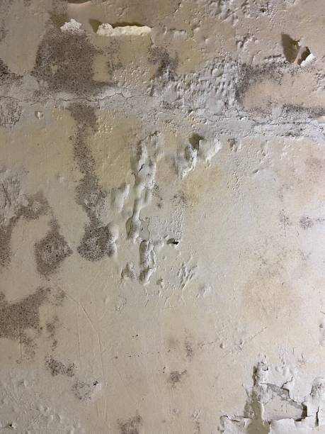 Best Same-Day Mold Removal  in Tea, SD