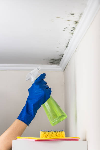 Best Mold Testing  in Tea, SD