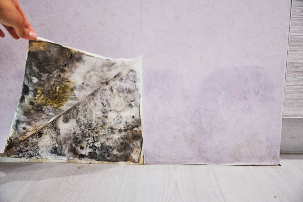 Best Black Mold Removal  in Tea, SD